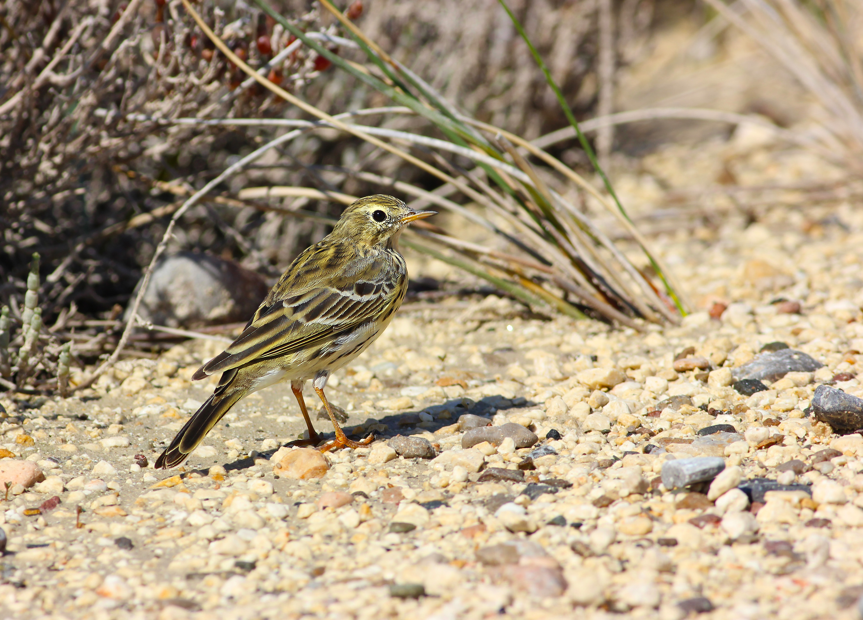 Meadow Pipit — Ana fotoğraf